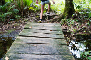 Old bridge in a forest on the trail